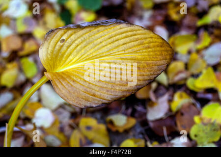 Les feuilles des plantes Hosta - Couleurs d'automne Banque D'Images