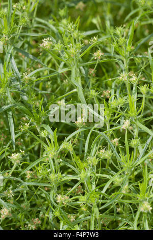 Le psyllium noir foncé, le psyllium, Flohsamen, Flohsame Flohsame Flohkraut, Schwarzer, psyllium, afrum, Plantago afra Banque D'Images