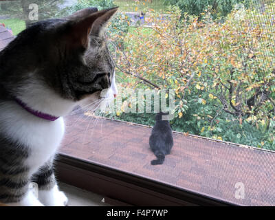 Tiger striped tabby kitten looking out window. Banque D'Images