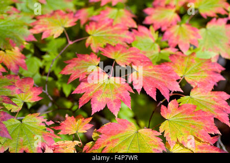 Acer japonicum feuilles à l'automne. Banque D'Images