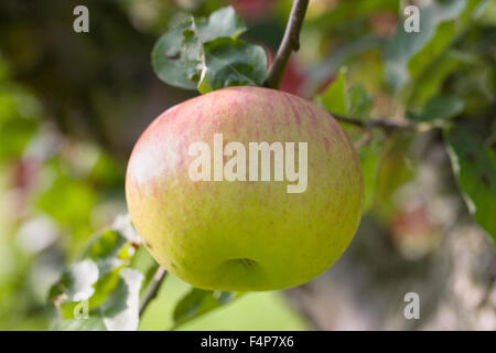 Malus domestica 'Bramley's Seedling'. De plus en plus de pommes dans un verger. Banque D'Images