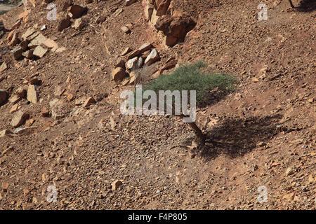 Paysages de la baie de Bukha, dans le Granny's enclave niches de Musandam, Oman Banque D'Images