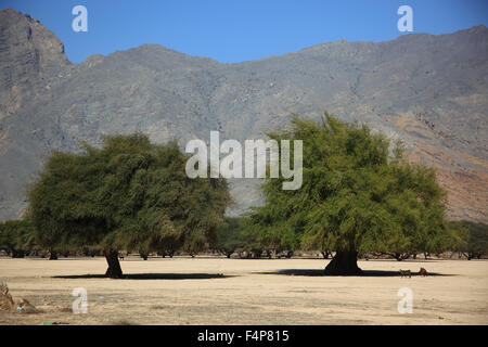 Paysages du wadi Sal al-A'la, bois d'acacia, dans le Granny's enclave niches de Musandam, Oman Banque D'Images