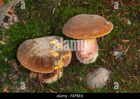 Tige avec bolet, pointillé-Flockenstieliger Hexenröhrling bolet, souches, Boletus erythropus, Neoboletus luridiformis Banque D'Images