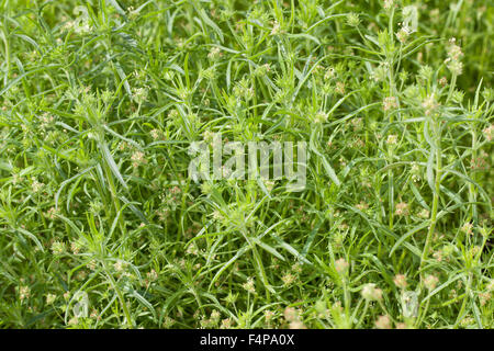 Le psyllium noir foncé, le psyllium, Flohsamen, Flohsame Flohsame Flohkraut, Schwarzer, psyllium, afrum, Plantago afra Banque D'Images