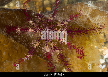 Feather-Star plume rose rose, star, comatulid Federstern Rosiger, Haarstern, Atlantischer, Antedon bifida Banque D'Images