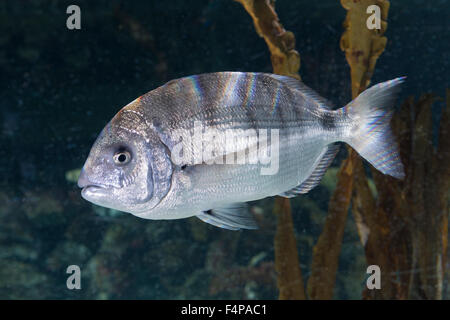 La daurade, blanc, grosse Geißbrasse Geißbrassen Geissbrasse,,, Geissbrassen, Diplodus sargus sargus, Sparus Banque D'Images