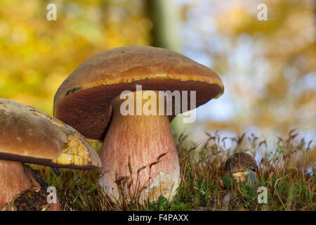 Tige avec bolet, pointillé-Flockenstieliger Hexenröhrling bolet, souches, Boletus erythropus, Neoboletus luridiformis Banque D'Images