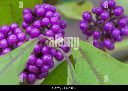 Callicarpa bodinieri Giraldii, bodinier beautyberry Profusion de baies d'automne, Banque D'Images