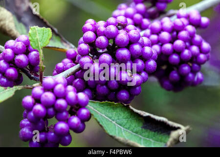 Callicarpa bodinieri Giraldii Preutyberry, baies bleues d'automne Banque D'Images