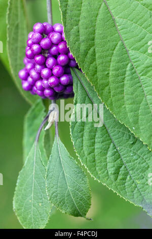 Callicarpa bodinieri Giraldii, profusion de petits fruits d'automne Banque D'Images