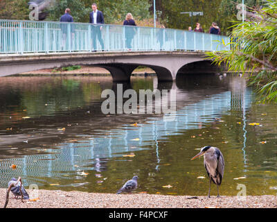 Un héron à St James Park tandis que les banlieusards à pied sur le pont bleu Banque D'Images