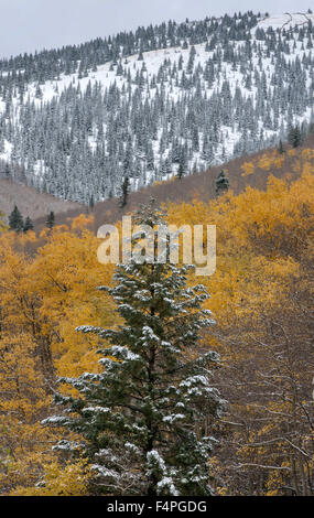 Usa. 21 Oct, 2015. La tempête qui traverse le nord du Nouveau Mexique a laissé plusieurs pouces de neige à haute altitude des montagnes Sangre de Cristo, le mercredi 21 octobre, 2015. © Eddie Moore/Albuquerque Journal/ZUMA/Alamy Fil Live News Banque D'Images