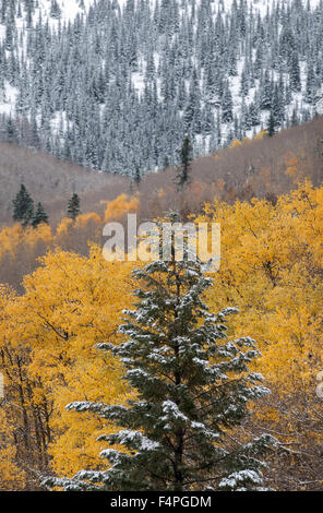 Usa. 21 Oct, 2015. La tempête qui traverse le nord du Nouveau Mexique a laissé plusieurs pouces de neige à haute altitude des montagnes Sangre de Cristo, le mercredi 21 octobre, 2015. © Eddie Moore/Albuquerque Journal/ZUMA/Alamy Fil Live News Banque D'Images