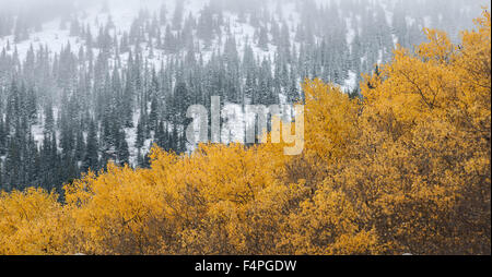 Usa. 21 Oct, 2015. La tempête qui traverse le nord du Nouveau Mexique a laissé plusieurs pouces de neige à haute altitude des montagnes Sangre de Cristo, le mercredi 21 octobre, 2015. © Eddie Moore/Albuquerque Journal/ZUMA/Alamy Fil Live News Banque D'Images