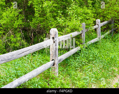 Vieux rural altérés et clôture en bois gris fissuré et posts allant dans des buissons luxuriants de végétation. Banque D'Images