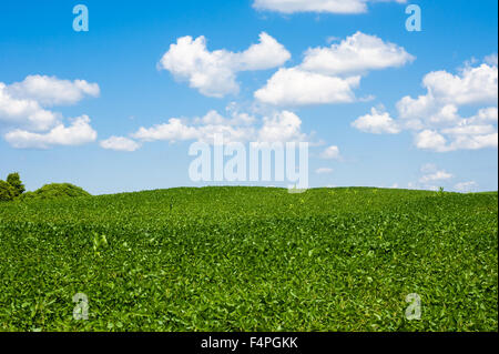 Vertes luxuriantes collines terrain ferme agricole contre l'horizon des nuages sur ciel bleu. Banque D'Images