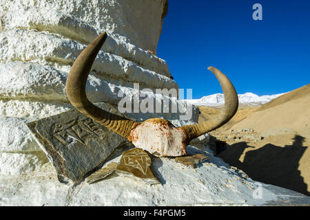 Un crâne de yack avec le mantra "om mani padme hum' mani gravée et pierres sont de la décoration d'une stupa chez Tso Moriri changtang dans salon, Banque D'Images