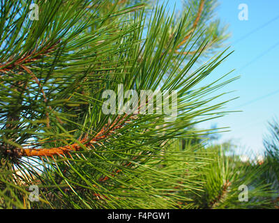 Vue latérale d'une jeune branche d'arbre de pin avec de longues aiguilles gros plan sur un fond de ciel bleu Banque D'Images