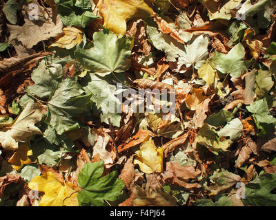 Arrière-plan de vert, jaune et brun maple feuilles tombées gros plan, couche qui recouvre le sol. Banque D'Images