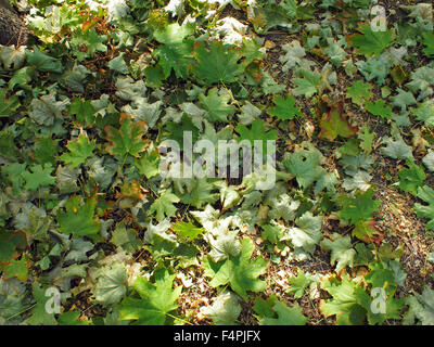 Vue de dessus de la tombée des feuilles d'érable libre, couche qui recouvre le sol. Banque D'Images