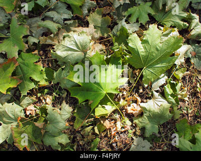 Vue de dessus de la tombée des feuilles d'érable libre, couche qui recouvre le sol. Banque D'Images