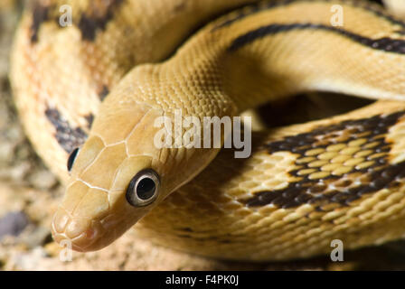 Le nord de Trans-pecos (Bogertophis subocularis Couleuvre obscure, subocularis), Sierra Co., New Mexico, USA. Banque D'Images