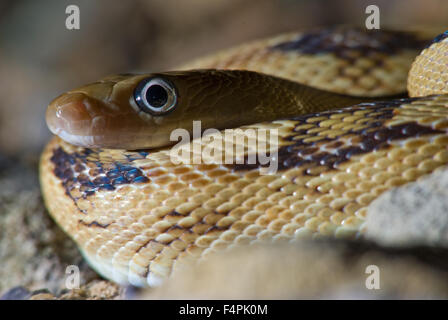 Le nord de Trans-pecos (Bogertophis subocularis Couleuvre obscure, subocularis), Sierra Co., New Mexico, USA. Banque D'Images