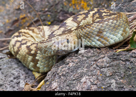 À queue noire de l'Est, le crotale (Crotalus ornatus), Gamme Noir, Gila Wilderness, Nouveau Mexique, USA. Banque D'Images