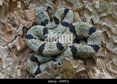 Rock bagués mâle, le crotale (Crotalus lepidus klauberi), Gila Wilderness, Nouveau Mexique, USA. Banque D'Images