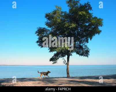 Le grand arbre et le sentier de randonnée le long de la rive du lac, sur lequel s'exécute un grand chien Banque D'Images