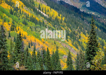 Colorado Feuillage d'automne près de Conundrum Hot Springs Trail Banque D'Images