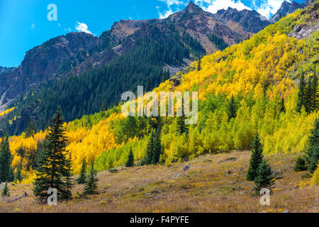 Colorado Feuillage d'automne près de Conundrum Hot Springs Trail Banque D'Images