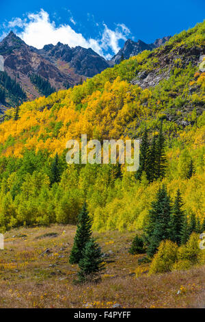 Colorado Feuillage d'automne près de Conundrum Hot Springs Trail Banque D'Images