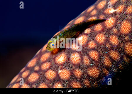 Gobie fantôme commun assis sur une étoile de mer orange vif sur un fond bleu Banque D'Images