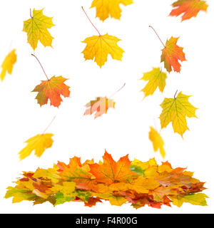 Chute rouge et jaune feuilles d'érable isolé sur fond blanc. Automne Automne Banque D'Images