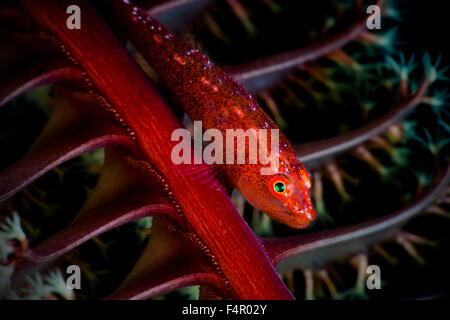 Gobie Ghost reposant sur une plume de mer Banque D'Images