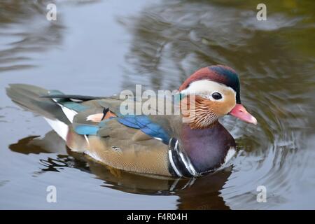 Drake Canard mandarin (Aix galericulata) en Ecosse, Royaume-Uni, l'Europe. Banque D'Images