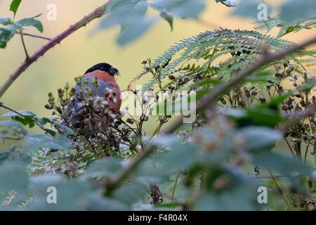 Un canard colvert (Pyrrhula pyrrhula) la consommation de graines de fleurs sauvages dans le Queen Elizabeth Forest Park, en Écosse. Banque D'Images