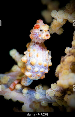 Hippocampe pygmée Holding on to Sea Fan Banque D'Images