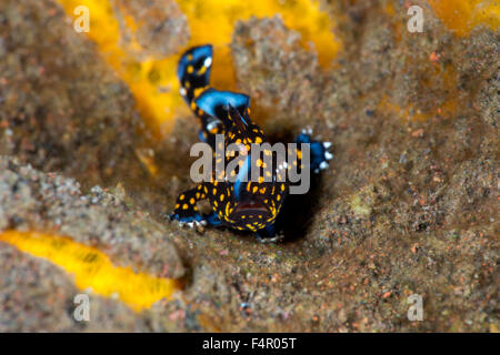 De minuscules poissons Grenouille Clown juvénile de ramper sur une éponge jaune Banque D'Images