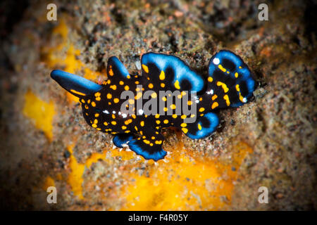 De minuscules poissons Grenouille Clown juvénile de ramper sur une éponge jaune Banque D'Images