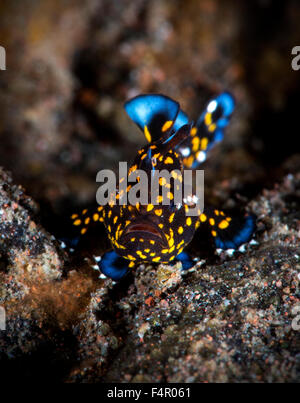 De minuscules poissons Grenouille Clown juvénile de ramper sur une éponge jaune Banque D'Images