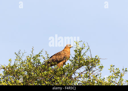 Aigle assis dans un arbre haut de page Banque D'Images