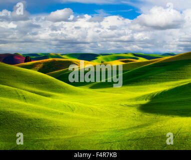 Rural, Palouse, Steptoe Butte, Rolling hills, le printemps, l'Est de Washington, Washington, Colfax, de l'agriculture Banque D'Images