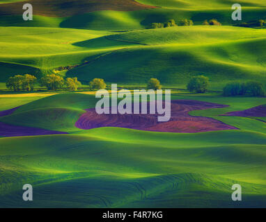 Rural, Palouse, Steptoe Butte, Rolling hills, le printemps, l'Est de Washington, Washington, Colfax, agriculture, Banque D'Images