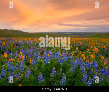 Le département du Sud, Washington, Washington, de fleurs sauvages, fleurs, lupin, Columbia Gorge, les nuages Banque D'Images