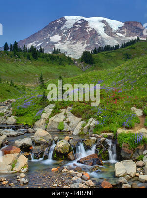 USA, United States, Amérique, Pacific Northwest, Washington, l'État de Washington, le Mont Rainier, Parc National, creek Banque D'Images