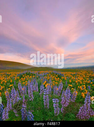 Le département du Sud, Washington, Washington, de fleurs sauvages, fleurs, lupin, Columbia Gorge Banque D'Images