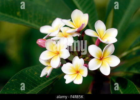 Fleur de frangipanier formant une couronne Banque D'Images